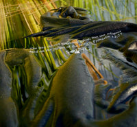 Swing Proverbs Hoodie